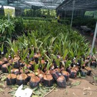 Cây giống dừa xiêm dây