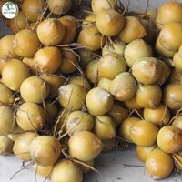 cây Giống Dừa xiêm hồng (mua số lượng có giá sỉ lh 0354736301)