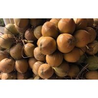 cây Giống Dừa xiêm hồng (uacj bảo hành )