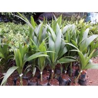 Cây giống Dừa xiêm lùn F1 CHO QUẢ SỚM NHIỀU NƯỚC NHƯ HÌNH [ DỪA XIÊM XANH, Cây khỏe cho Trái siêu sớm ] _)