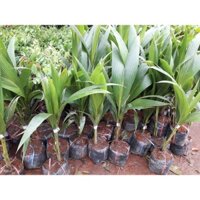 Cây giống Dừa xiêm lùn F1 CHO QUẢ SỚM NHIỀU NƯỚC NHƯ HÌNH [ DỪA XIÊM XANH,  ] [ FreeShip Extra + hoàn xu Extra + ]