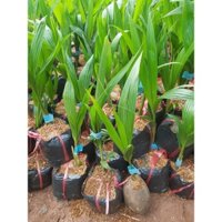 Cây giống Dừa Xiêm XANH Lùn. ( Giống chuẩn F1 - SAU 2 NĂM CHO QUẢ)