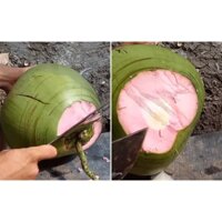 cây giống dừa xiêm xanh ruột hồng giá cực tốt