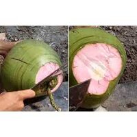 Cây Giống Dừa Xiêm Xanh Ruột Hồng ( cây có bảo hành)