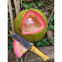 cây giống dừa xiêm xanh ruột hồng ( chuẩn giống F1 - siêu trái)