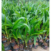 Cây giống Dừa Xiêm xanh ruột hồng