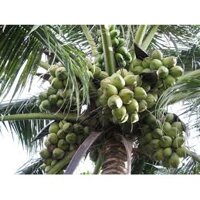 Cây Giống Dừa Xiêm Xanh Ruột Hồng ( cây có bảo hành)