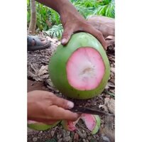 cây giống dừa xiêm xanh ruột hồng (f1 siêu sơm)