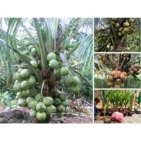 cây giống dừa xiêm xanh ruột hồng (f1 siêu sơm) (Cây xanh BMT, 0354736301, freeship Extra+)