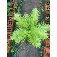 Cây giống dương xỉ Khổng Tước