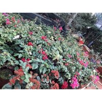 CÂY GIỐNG HOA BÔNG GIẤY [ CÂY HOA GIẤY RA HOA QUANH NĂM ] (Hoàn Xu Xtra+...)