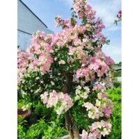 [Cây giống hoa] Bông Giấy phớt hồng Indo - CayGiongTot - Vựa Kiểng Sa Đéc - VuasKiengSaDec