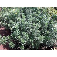 CÂY GIỐNG HOA CÚC THÂN GỖ [ CÂY KHỎE CAO HƠN 1M DỄ TRỒNG VS SINH TRƯỞNG TỐT ]. [RẺ HƠN HOÀN TIỀN]