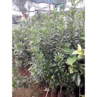 CÂY GIỐNG HOA CÚC THÂN GỖ CAO 1M NHƯ HÌNH