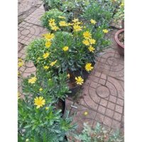 CÂY GIỐNG HOA CÚC THÂN GỖ chậu to đang ra hoa như hình/ [ SP MỚI ]