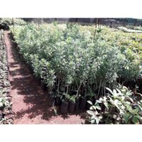 CÂY giống HOA CÚC THÂN GỖ TRƯỞNG THÀNH CAO 1M. _)