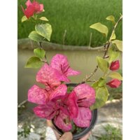 Cây giống hoa giấy màu đốm Sofia