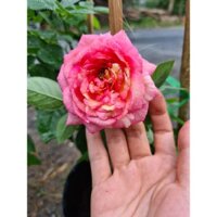 [Cây giống hoa] hồng BỤI Camellia size chậu C9 - giống hồng ngoại  sai hoa, hoa to và lâu tàn - CayGiongTot