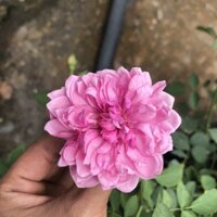 [Cây giống hoa] - Hồng bụi  Sister Elizabeth size chậu C10 - Vựa Kiểng Sa Đéc - VuasKiengSaDec