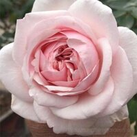 CÂY GIỐNG Hoa hồng cổ Bạch Vân Khôi  Giống hồng cổ quý nhất của Việt Nam