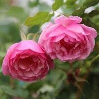 CÂY GIỐNG Hoa hồng điều CỔ– giống hoa hồng truyền thống quý hiếm của Việt Nam
