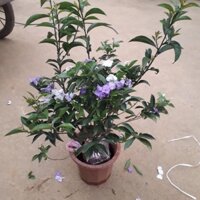 cây giống hoa nhài nhật tim đổi màu - cây tree dáng 1 thân