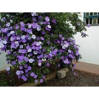 CÂY GIỐNG HOA NHÀI NHẬT