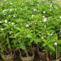 CÂY giống HOA NHÀI TÂY [ HOA LÀI TÂY ]