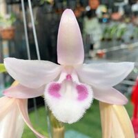Cây giống hoa phong lan phi điệp đột biến Hồng Á Hậu