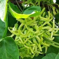 Cây Giống Hoa Thiên Lý, cây gửi như hình 2,3,5. xào, nấu canh rất ngon, giá trị dinh dưỡng và kinh tế cao