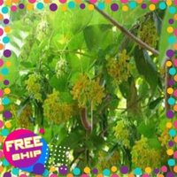 Cây giống hoa thiên lý siêu hoa + Tặng 02 cây nhót ngọt