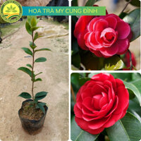 Cây Giống Hoa Trà My Cung Đình, Cây Giâm Cành Sau 8 Tháng Trồng Bắt Đầu Cho Hoa