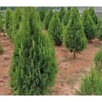 Cây GIống Hoàng Đàn Tuyết Lạng Sơn - cây cao từ 40-60cm ( cây có bầu rễ ổn định )
