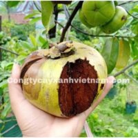 CÂY GIỐNG HỒNG ĐEN SOCOLA SIÊU SỚM (mua nhiều có giá sỉ 0354736301)