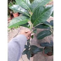 Cây giống Hồng đen socola (Hồng chocolate)