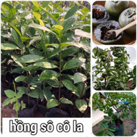 Cây giống hồng socola cao 40 50cm. Mua 5 cây tặng thêm 1 cây(ảnh thật như hình)