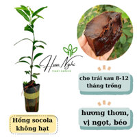 Cây giống Hồng Socola, trái to, không hạt, loại ghép cành.