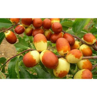 Cây giống hồng táo - Táo đỏ tân cương cây ghép mắt