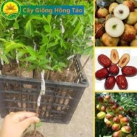 Cây giống Hồng Táo, Táo Tân Cương, Táo Tàu Th.uốc bắc 16