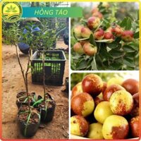 Cây giống Hồng Táo, Táo Tân Cương, Táo Tàu Th.uốc bắc