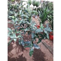 CÂY GIỐNG HỒNG TRÀ. [ CÂY PHONG THỦY - CÂY ĐANG BÔNG] (Freeship Xtra, Voucher Xtra +)