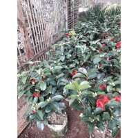 CÂY GIỐNG HỒNG TRÀ. [ CÂY PHONG THỦY - CÂY ĐANG BÔNG] [ RẺ HƠN HOÀN TIỀN ]