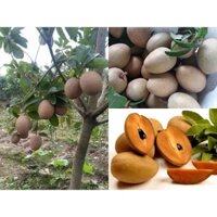 CÂY GIỐNG HỒNG XIÊM GHÉP CHUẨN GIỐNG CÂY CAO HƠN 1M