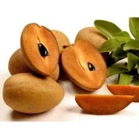 Cây giống Hồng Xiêm  [ giống ghép cho trái siêu sớm ]