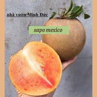 Cây giống hồng xiêm mexico- bầu sơ dừa như hình đăng- cây 60-80cm