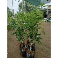 Cây giống hồng xiêm mexico