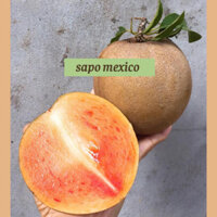 Cây giống hồng xiêm mexico( cây bầu sơ dừa như hình đầu)