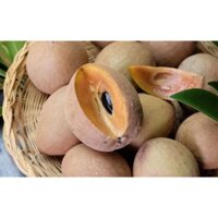 Cây giống Hồng Xiêm (Sapoche) siêu sớm, cây khỏe