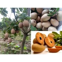 Cây giống Hồng Xiêm siêu trái.[ CÂY GHÉP ]. 2 NĂM THU HOẠCH.  GIỐNG HỒNG XIÊM XOÀI (SAPOCHE) KHÔNG HẠT TỨ QUÝ. _)