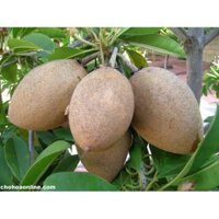 Cây Giống Hồng Xiêm Xoài ( chuyên cây giống )